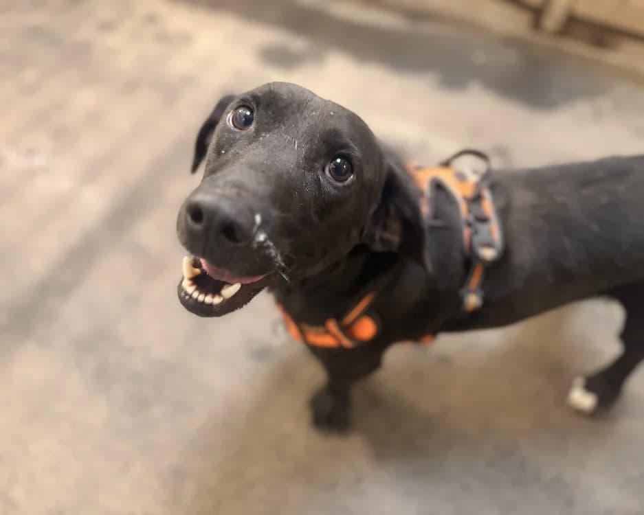 SIRIOL, male young Dachshund for adoption at SPA Rennes, Rennes