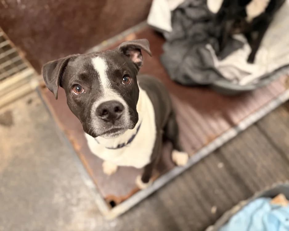 ALZON, male Staffordshire Bull Terrier for adoption at SPA Rennes, Rennes