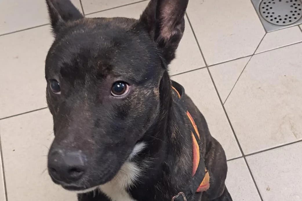 NAEHU, male young Mixed Breed for adoption at SPA Rennes, Rennes