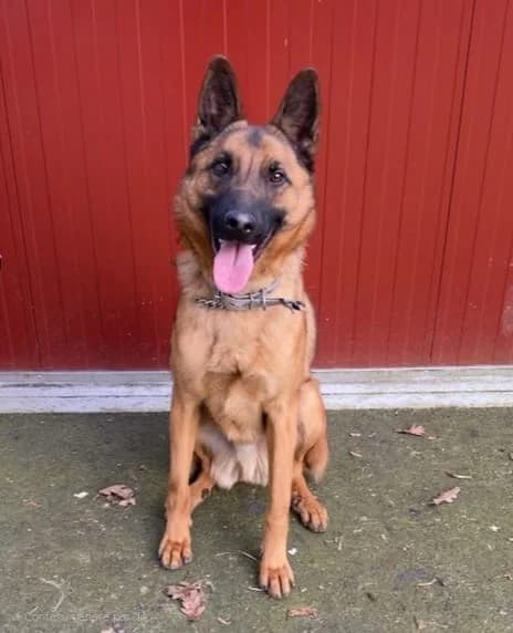 Acka, male 3yo mixed breed for adoption at SPA du Pays de Saint-Malo, Saint-Malo