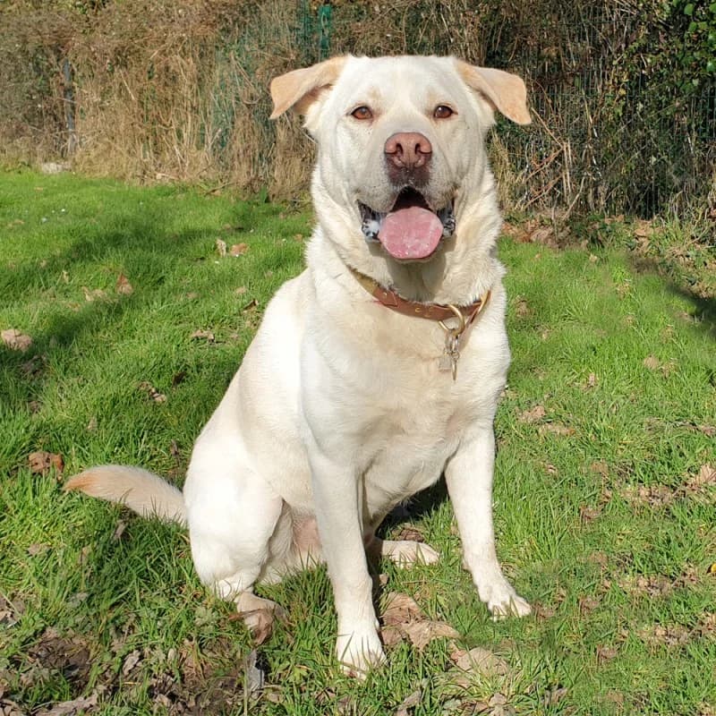 Althos, male senior mixed breed for adoption at SPA du Pays de Saint-Malo, Saint-Malo