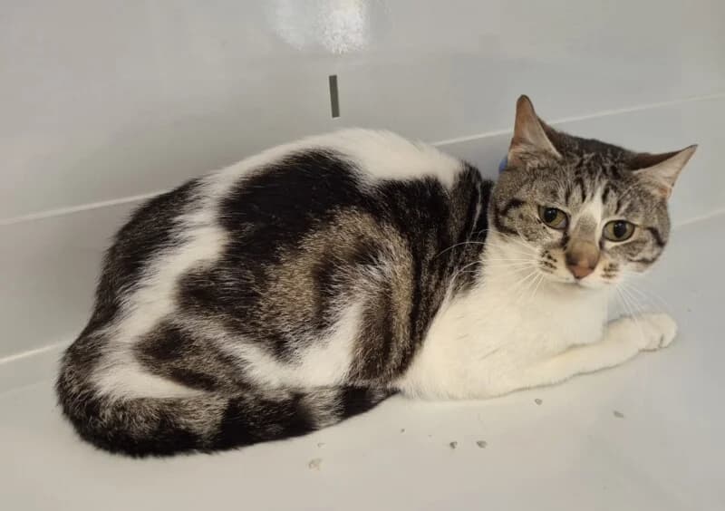 Amazone, female 3yo Mixed Breed for adoption at SPA du Pays de Saint-Malo, Saint-Malo