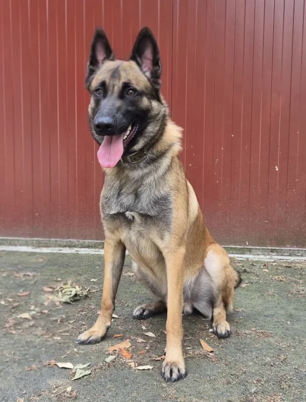 Appolon, male young mixed breed for adoption at SPA du Pays de Saint-Malo, Saint-Malo