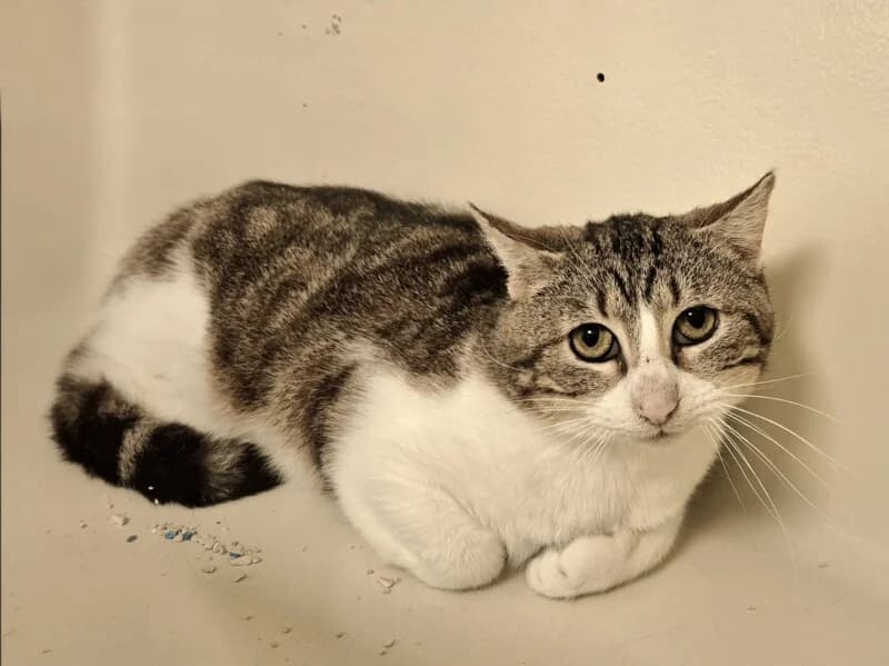 Aristote, male young Mixed Breed for adoption at SPA du Pays de Saint-Malo, Saint-Malo