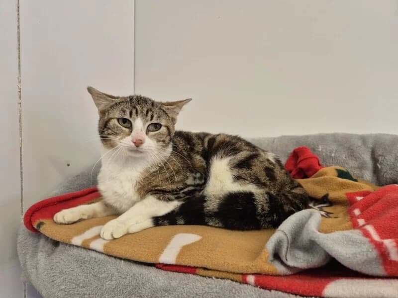 Atlas, male 3yo Mixed Breed for adoption at SPA du Pays de Saint-Malo, Saint-Malo