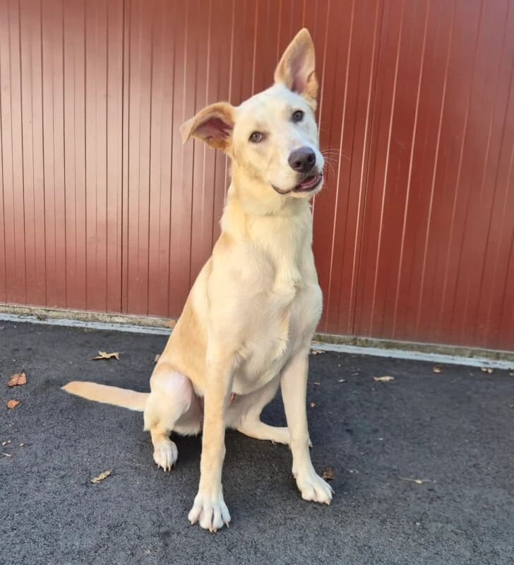 Belle, female puppy mixed breed for adoption at SPA du Pays de Saint-Malo, Saint-Malo