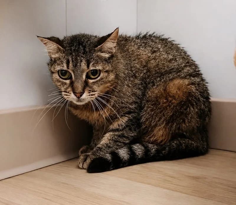 Blaire, female senior Mixed Breed for adoption at SPA du Pays de Saint-Malo, Saint-Malo
