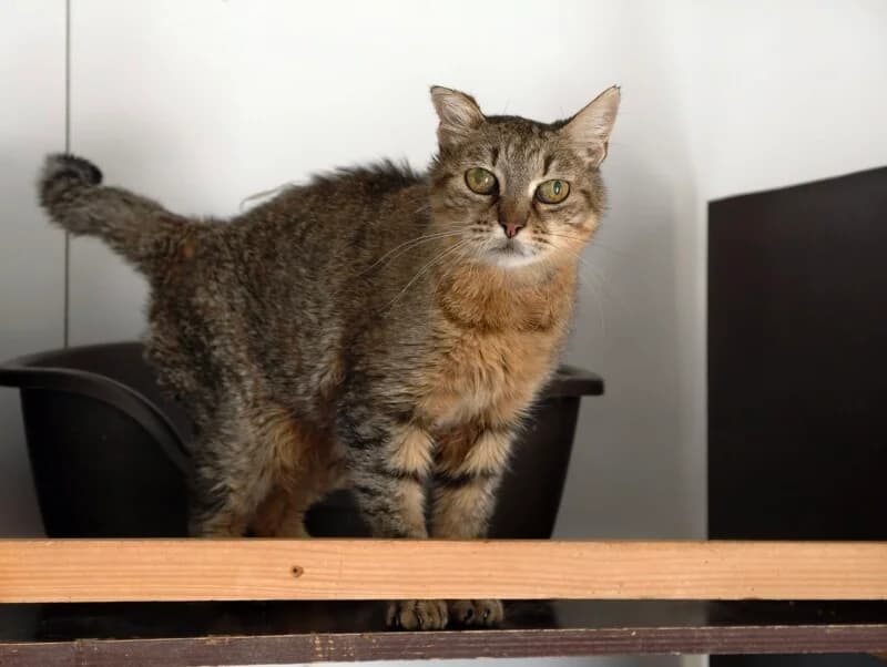 Blaire, female senior Mixed Breed for adoption at SPA du Pays de Saint-Malo, Saint-Malo