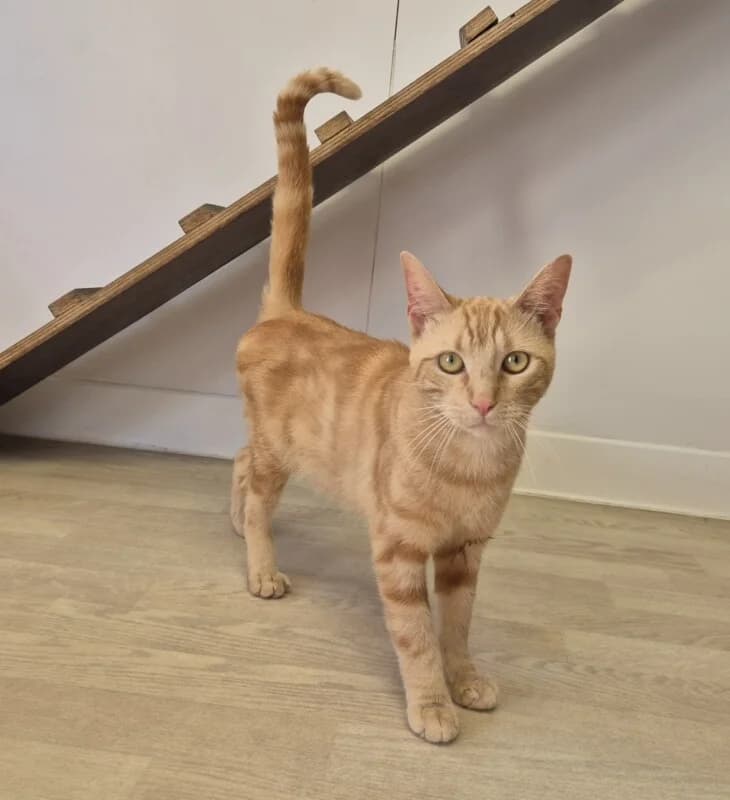 Blondy, male 3yo Mixed Breed for adoption at SPA du Pays de Saint-Malo, Saint-Malo