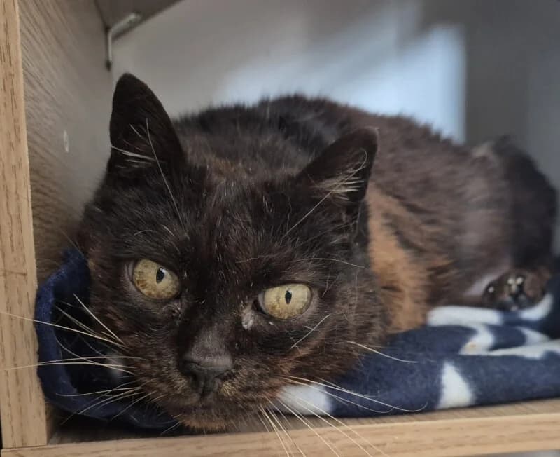 Boulette, female young Mixed Breed for adoption at SPA du Pays de Saint-Malo, Saint-Malo