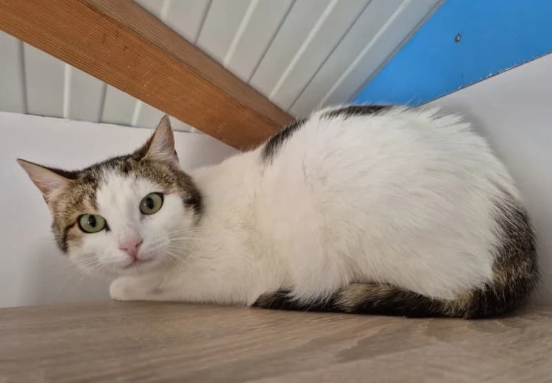 Cal, male young Mixed Breed for adoption at SPA du Pays de Saint-Malo, Saint-Malo