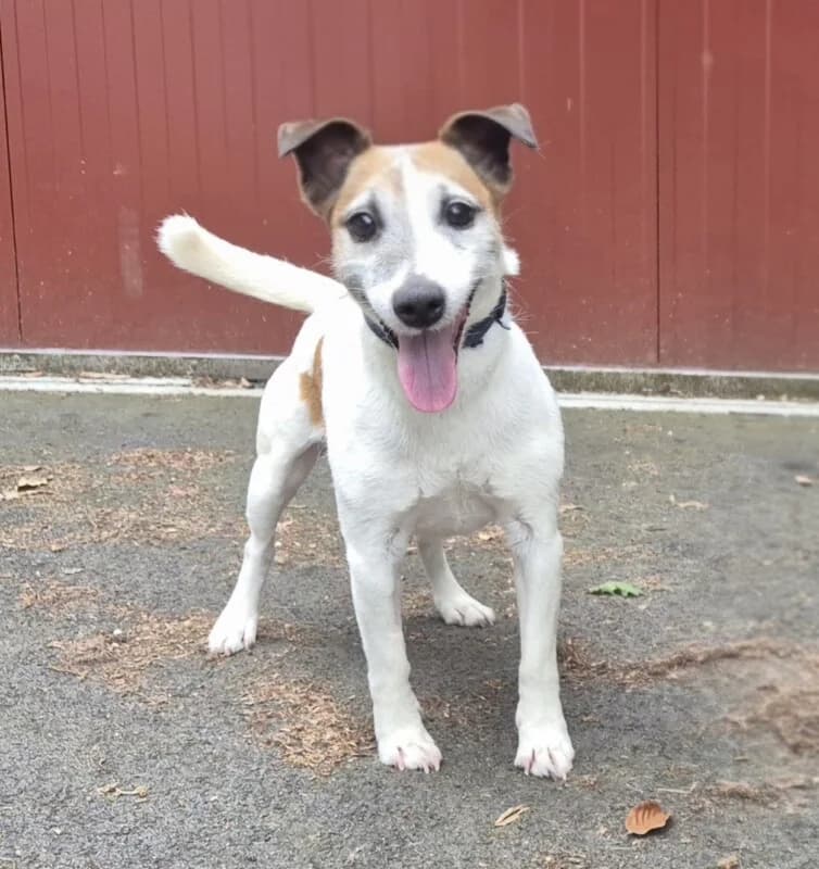 Caresse, male mixed breed for adoption at SPA du Pays de Saint-Malo, Saint-Malo