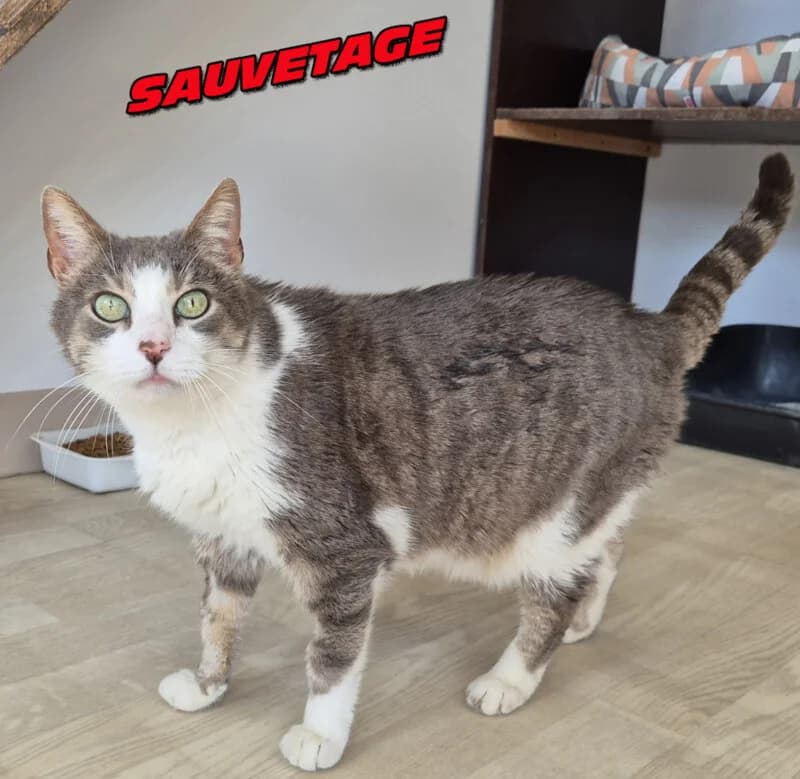 Carlos, male senior Mixed Breed for adoption at SPA du Pays de Saint-Malo, Saint-Malo