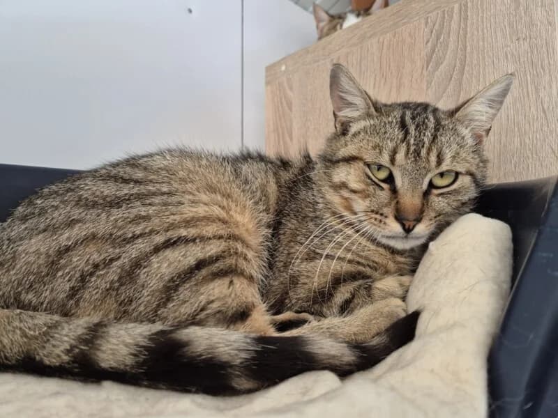 Cassian, male young Mixed Breed for adoption at SPA du Pays de Saint-Malo, Saint-Malo