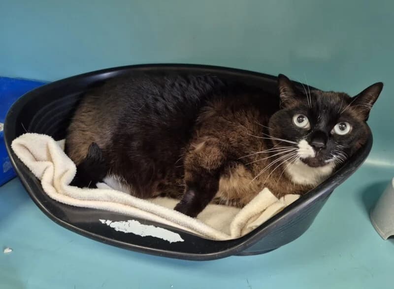Chamalow, female senior Mixed Breed for adoption at SPA du Pays de Saint-Malo, Saint-Malo