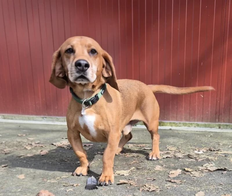 Charly, male 6yo mixed breed for adoption at SPA du Pays de Saint-Malo, Saint-Malo