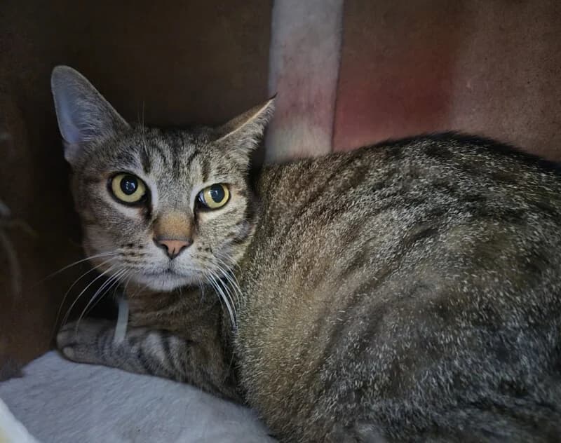 Choupette, Mixed Breed for adoption at SPA du Pays de Saint-Malo, Saint-Malo