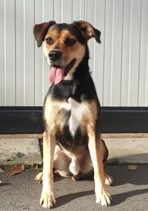 Dior, male 4yo mixed breed for adoption at SPA du Pays de Saint-Malo, Saint-Malo