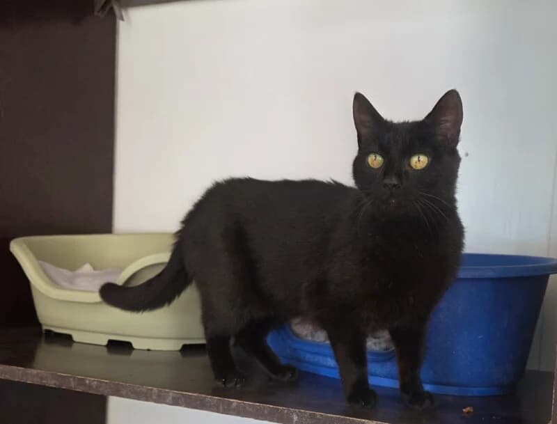 FanFan, female 4yo Mixed Breed for adoption at SPA du Pays de Saint-Malo, Saint-Malo