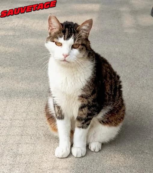 Fergus, male senior Mixed Breed for adoption at SPA du Pays de Saint-Malo, Saint-Malo