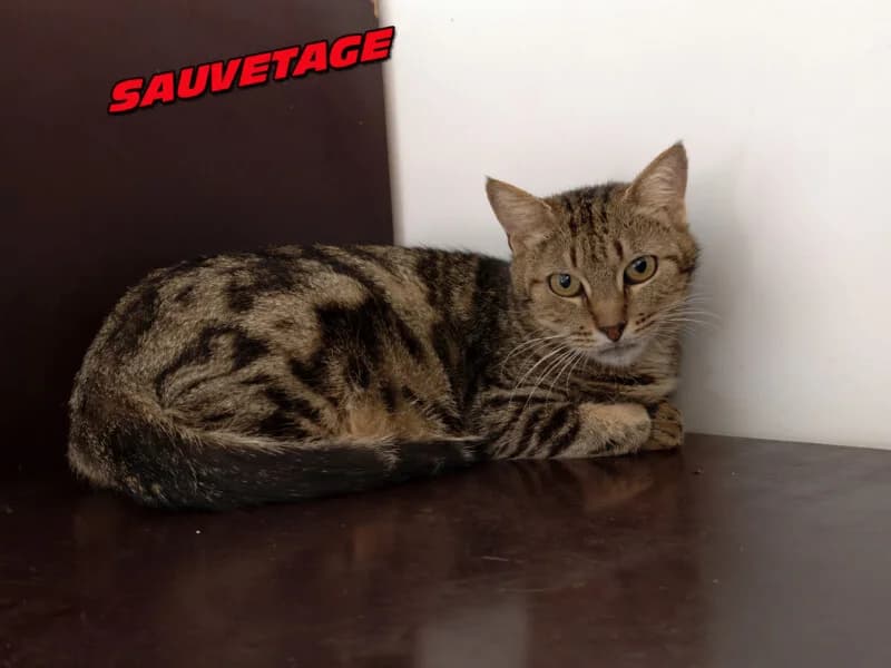 Gaufrette, female Mixed Breed for adoption at SPA du Pays de Saint-Malo, Saint-Malo