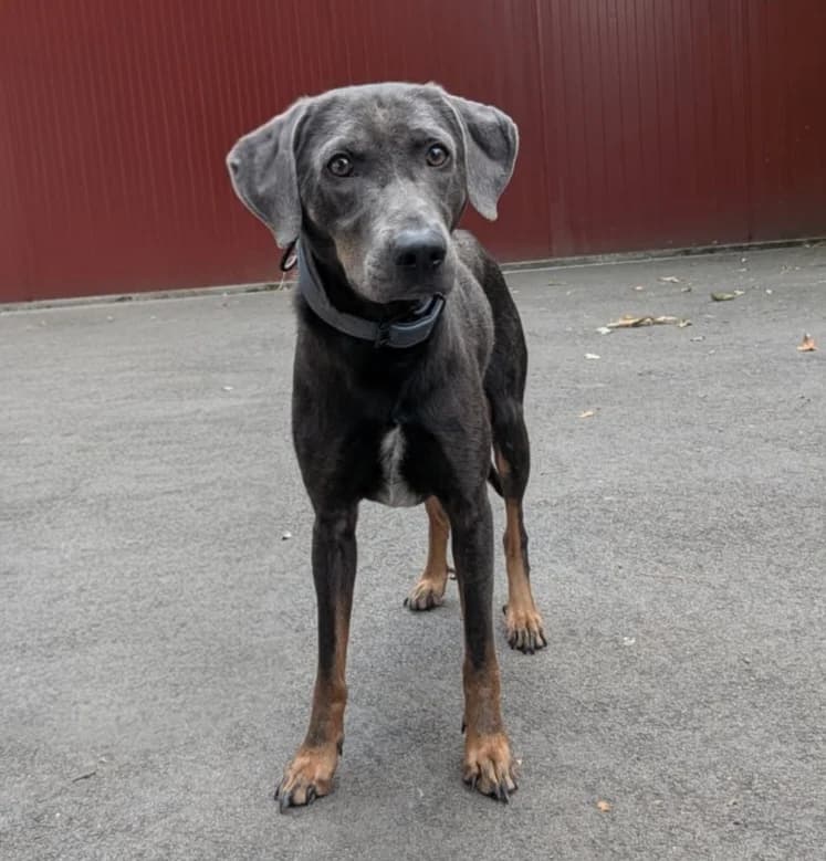 Ghibli, male young mixed breed for adoption at SPA du Pays de Saint-Malo, Saint-Malo