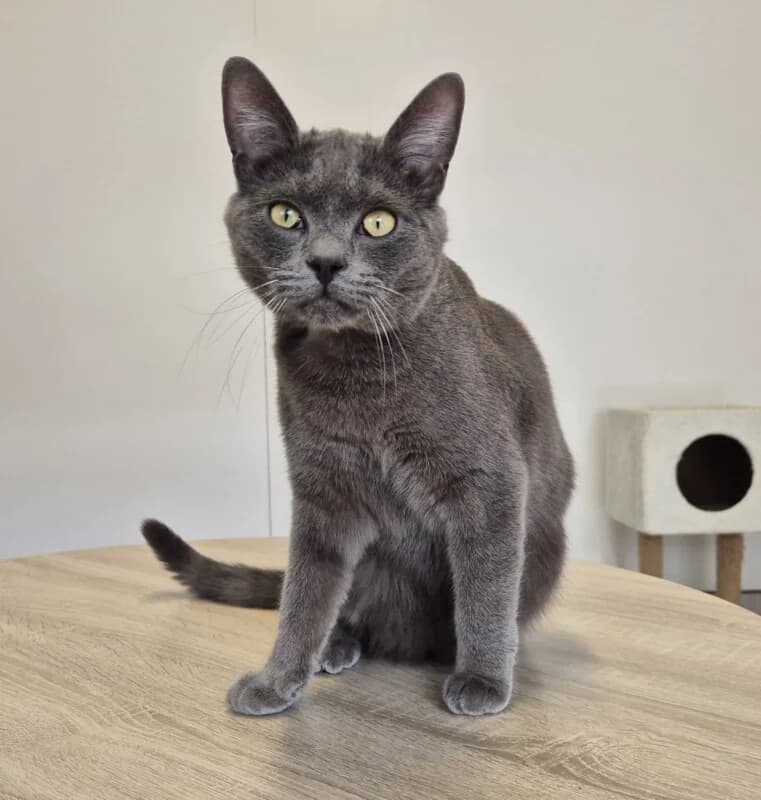Grisou, male young Mixed Breed for adoption at SPA du Pays de Saint-Malo, Saint-Malo