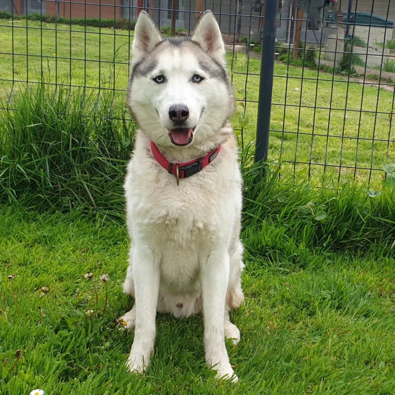 Jamaïque, male senior mixed breed for adoption at SPA du Pays de Saint-Malo, Saint-Malo