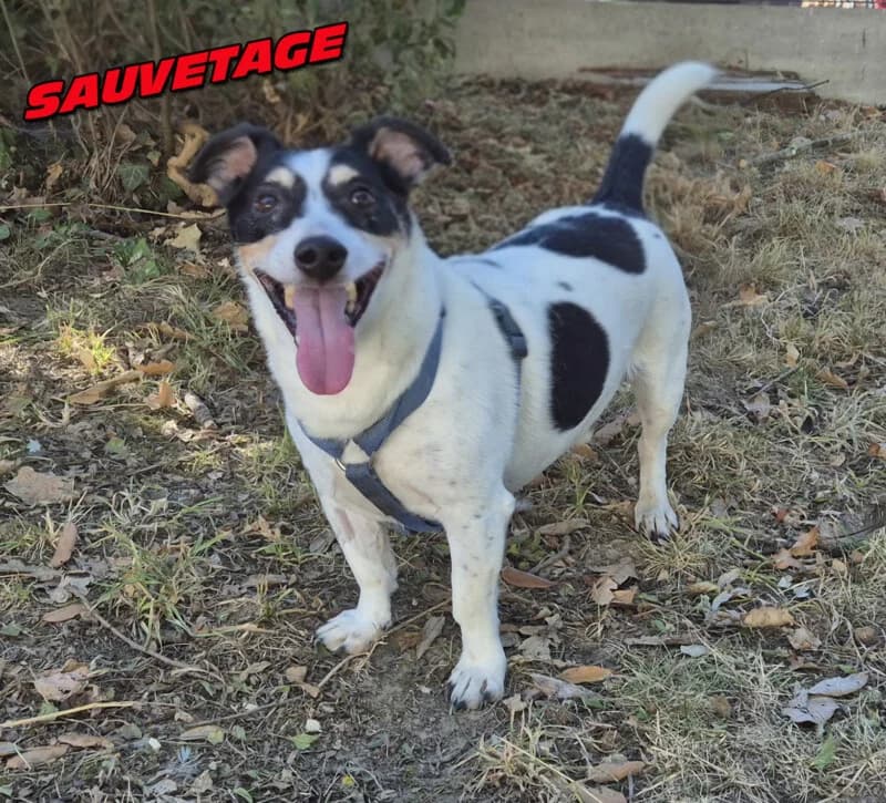 Jawad, male senior mixed breed for adoption at SPA du Pays de Saint-Malo, Saint-Malo