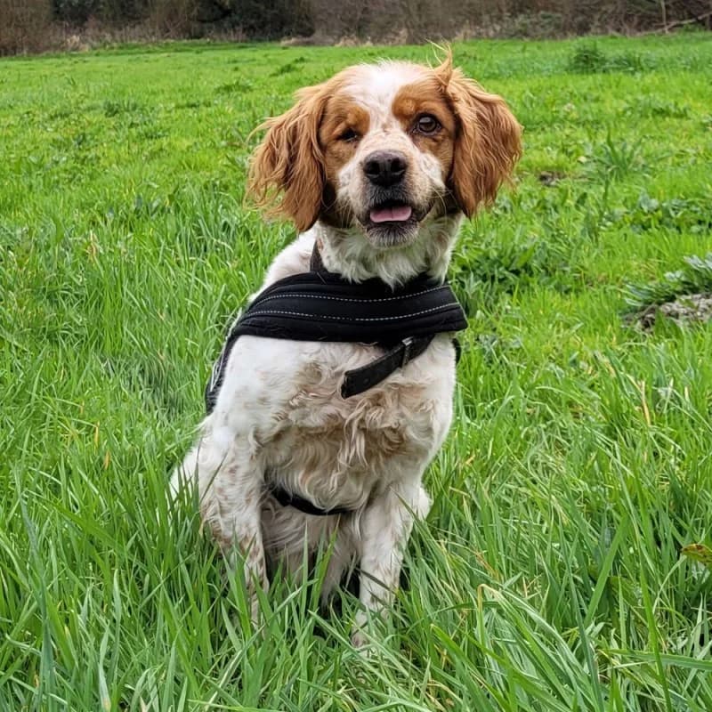 Jehna, female senior mixed breed for adoption at SPA du Pays de Saint-Malo, Saint-Malo