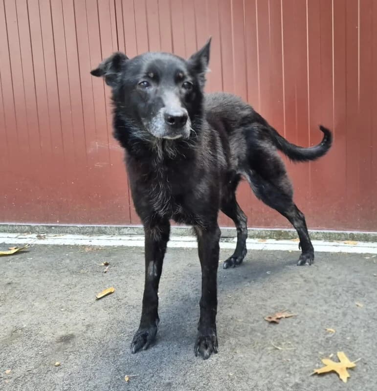 Jolly, female senior mixed breed for adoption at SPA du Pays de Saint-Malo, Saint-Malo