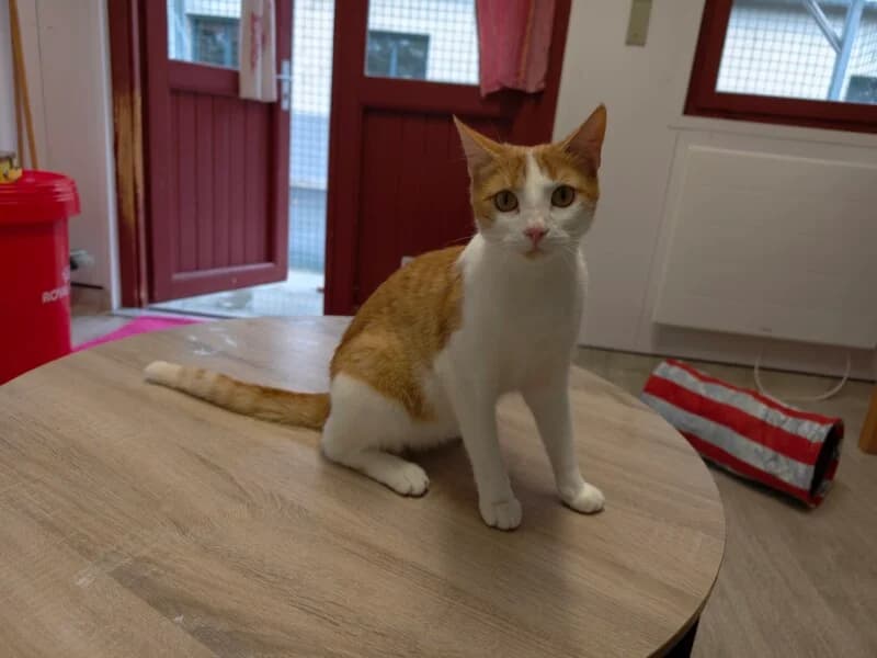 K-Pop, male young Mixed Breed for adoption at SPA du Pays de Saint-Malo, Saint-Malo