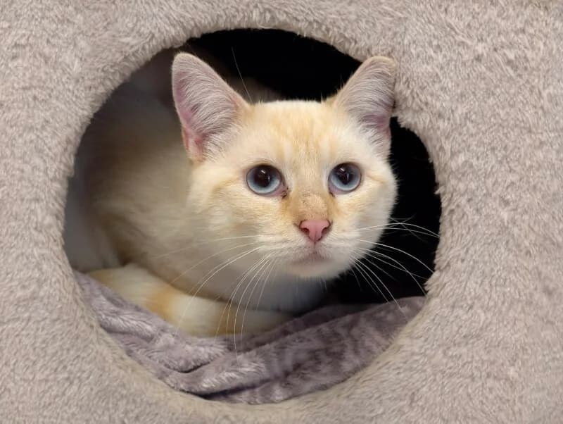 Kaky, male young Mixed Breed for adoption at SPA du Pays de Saint-Malo, Saint-Malo