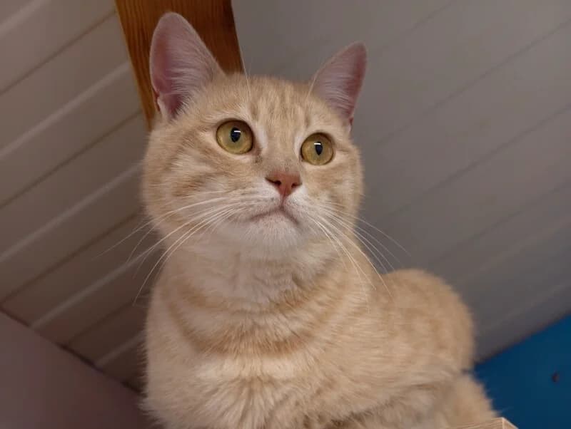 Kawaï, male young Mixed Breed for adoption at SPA du Pays de Saint-Malo, Saint-Malo