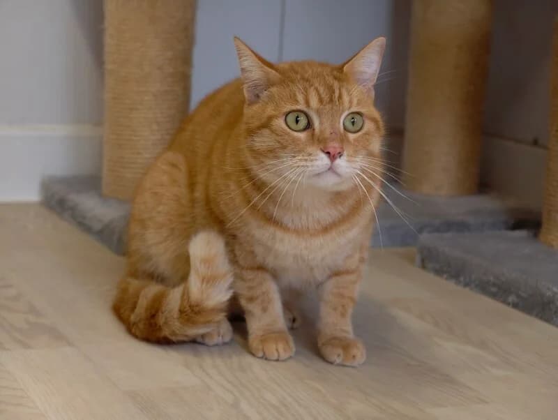 Kayak, male 5yo Mixed Breed for adoption at SPA du Pays de Saint-Malo, Saint-Malo