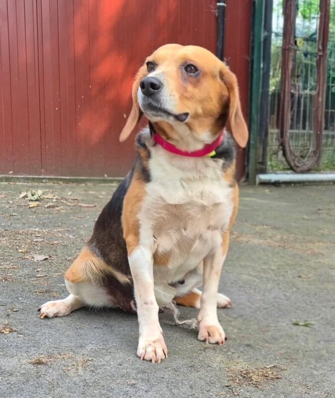 Loupiotte, female senior mixed breed for adoption at SPA du Pays de Saint-Malo, Saint-Malo