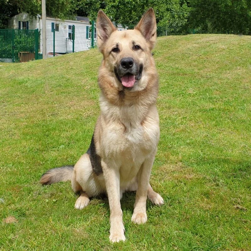 Max, male senior mixed breed for adoption at SPA du Pays de Saint-Malo, Saint-Malo