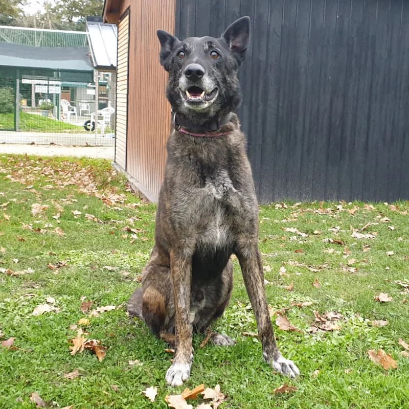 Mozart, male senior mixed breed for adoption at SPA du Pays de Saint-Malo, Saint-Malo