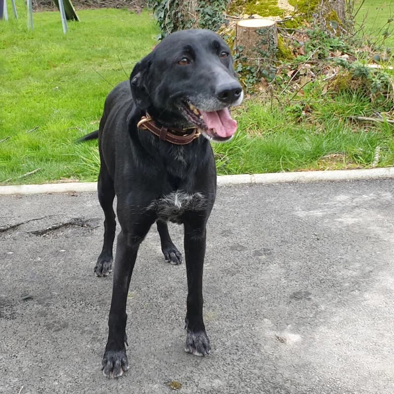 Noisette, female senior mixed breed for adoption at SPA du Pays de Saint-Malo, Saint-Malo