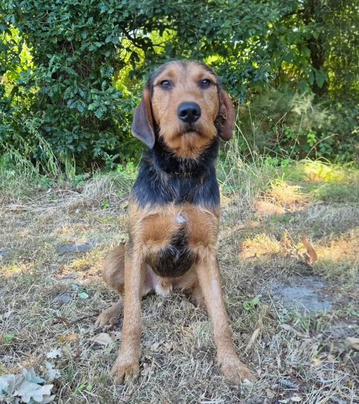 Odin, male young mixed breed for adoption at SPA du Pays de Saint-Malo, Saint-Malo