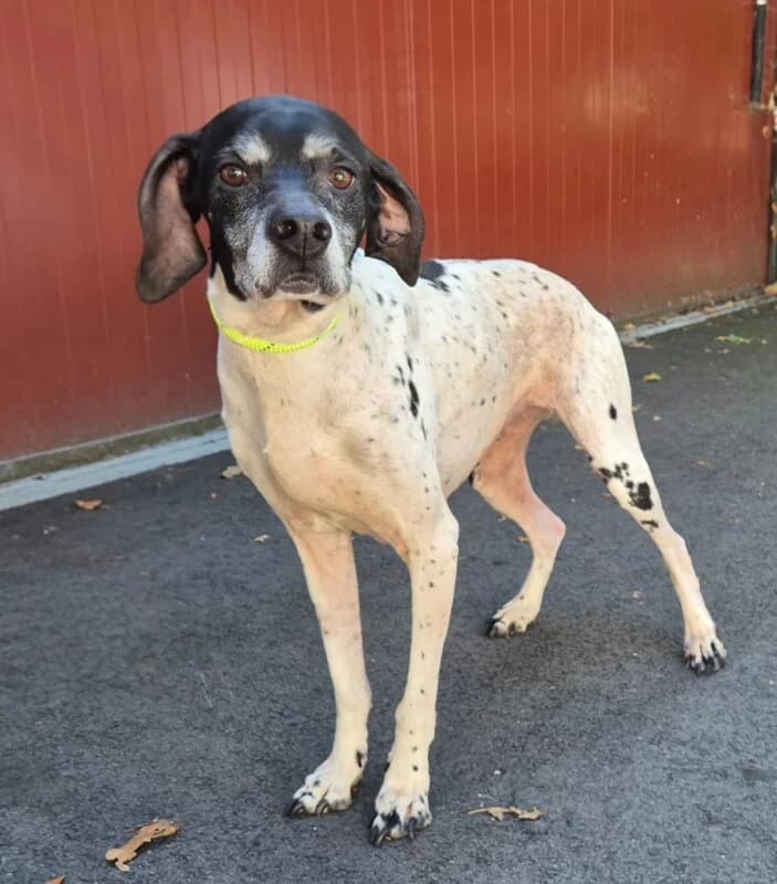 Olga, female senior mixed breed for adoption at SPA du Pays de Saint-Malo, Saint-Malo