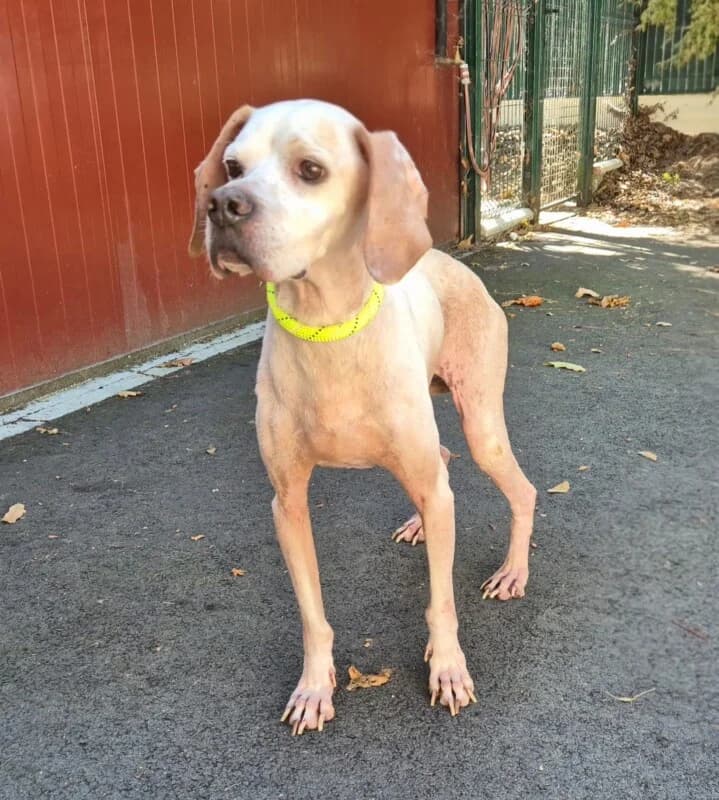 Ortie, female senior mixed breed for adoption at SPA du Pays de Saint-Malo, Saint-Malo