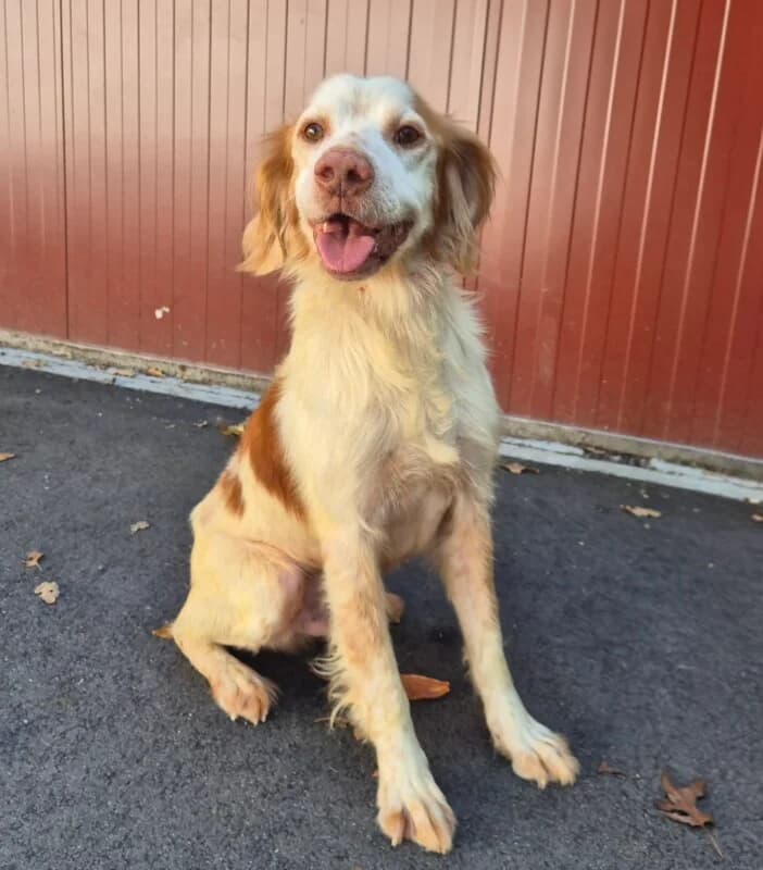 Oscar, male senior mixed breed for adoption at SPA du Pays de Saint-Malo, Saint-Malo