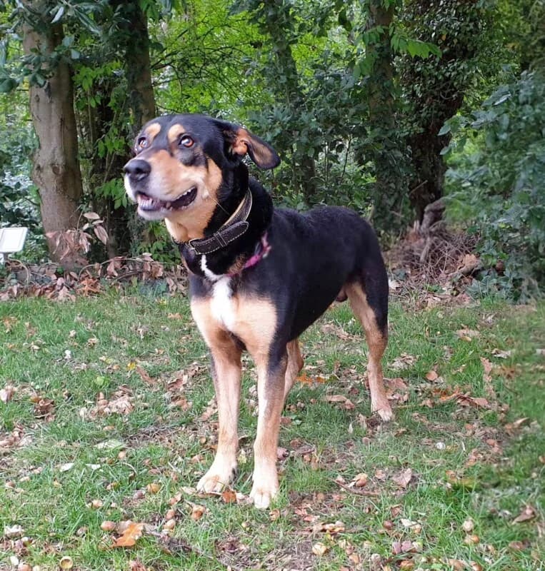 Oslo, male 7yo mixed breed for adoption at SPA du Pays de Saint-Malo, Saint-Malo