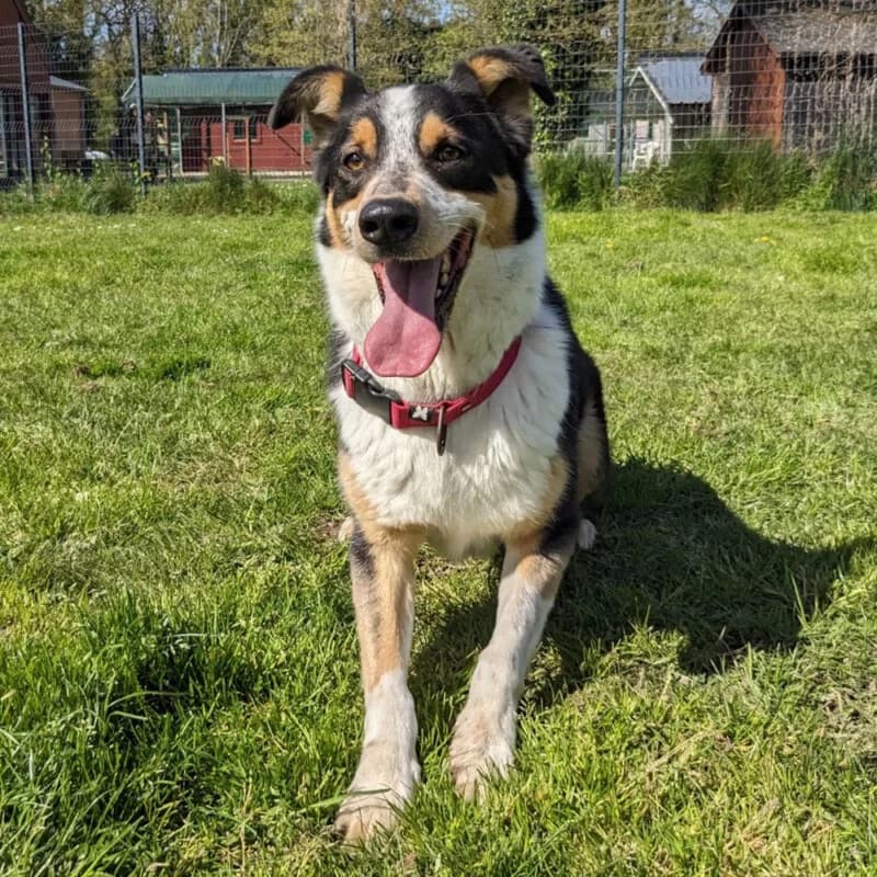 Paco, male 6yo mixed breed for adoption at SPA du Pays de Saint-Malo, Saint-Malo