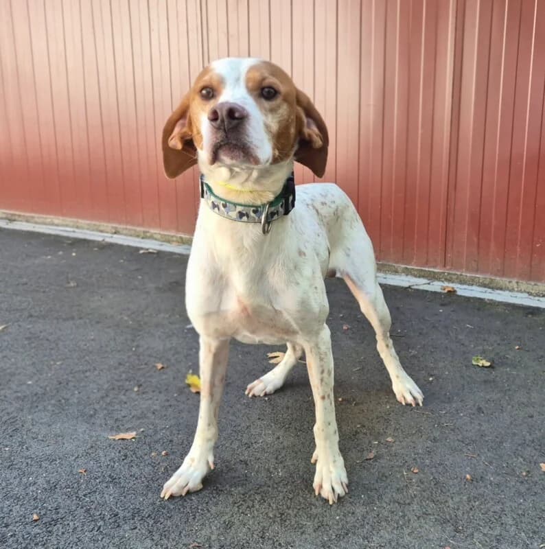 Paco, male 3yo mixed breed for adoption at SPA du Pays de Saint-Malo, Saint-Malo