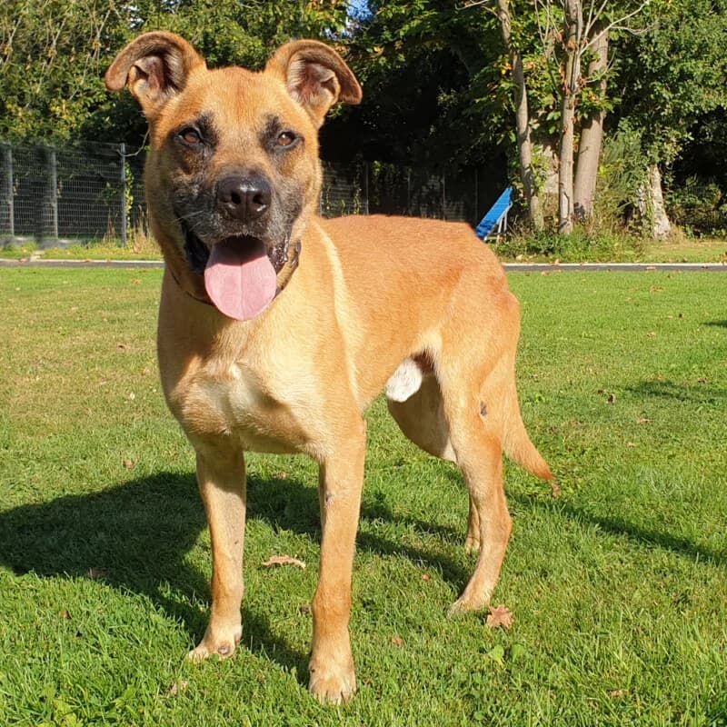 Patapouf, male senior mixed breed for adoption at SPA du Pays de Saint-Malo, Saint-Malo