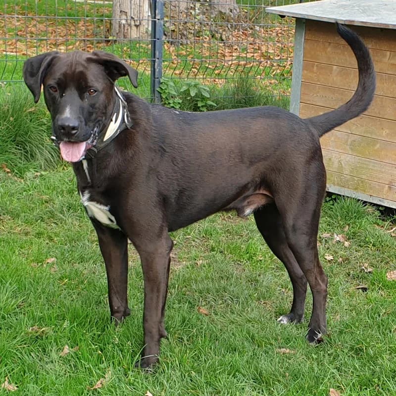 Patou, male 7yo mixed breed for adoption at SPA du Pays de Saint-Malo, Saint-Malo