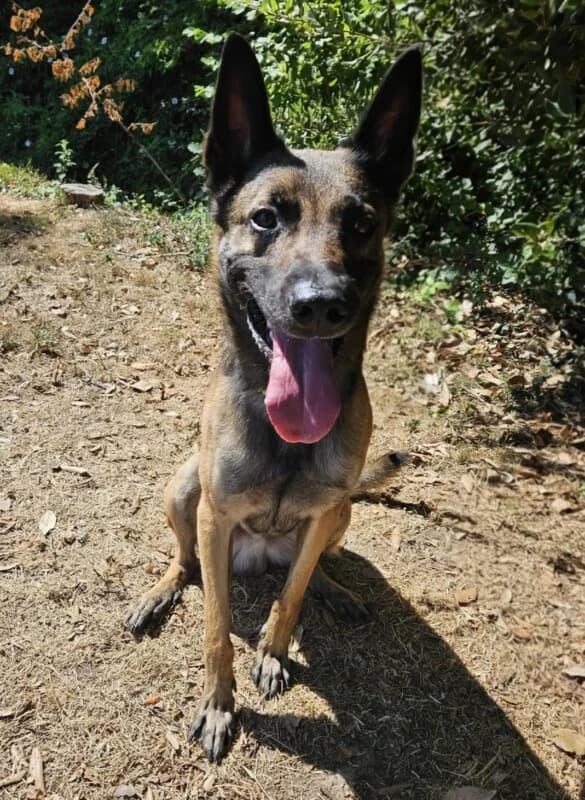 Raïko, male 3yo mixed breed for adoption at SPA du Pays de Saint-Malo, Saint-Malo