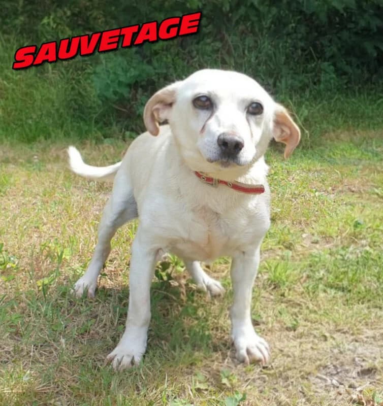 Retro, male senior mixed breed for adoption at SPA du Pays de Saint-Malo, Saint-Malo